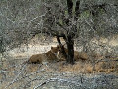 05-Resting lions